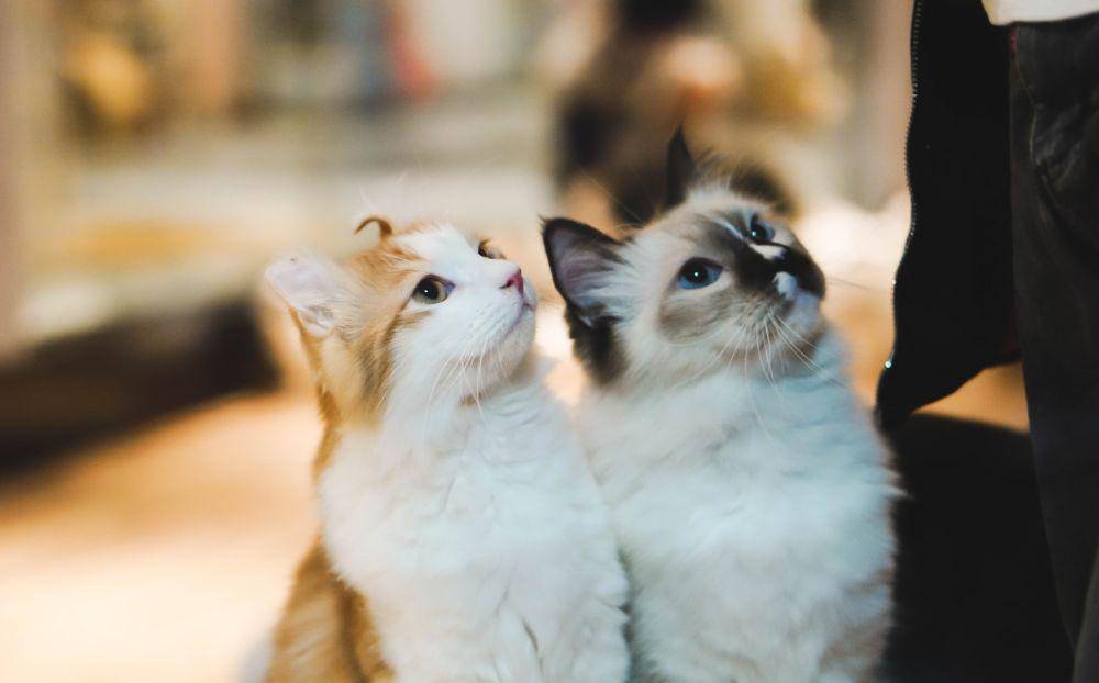 ilustrasi kucing menunggu pemiliknya di luar kamar mandi (unsplash.com/Kelly)