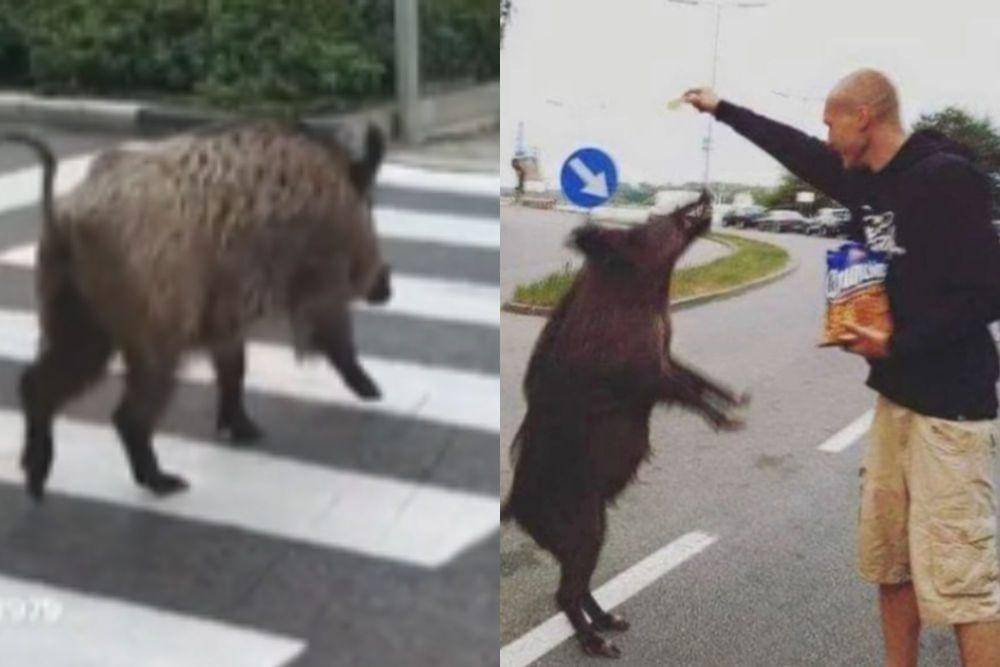 kolase potret babi hutan di jalan (reddit.com/deleted I instagram.com/disturbingzone)