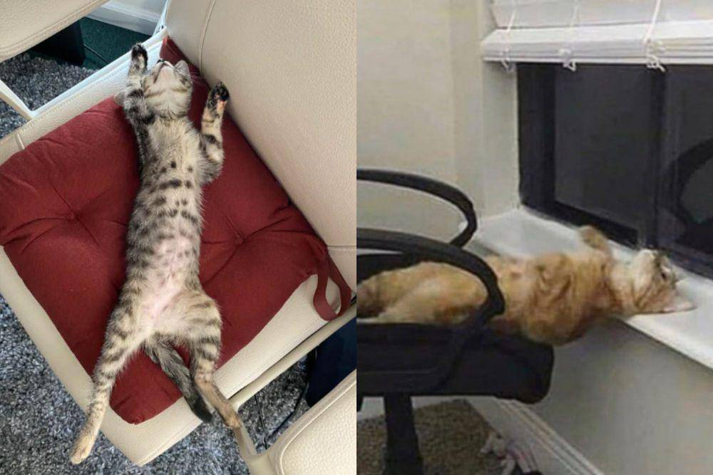 kolase potret kucing tidur di kursi kerja (reddit.com/aria_garcia I instagram.com/disturbingzone)