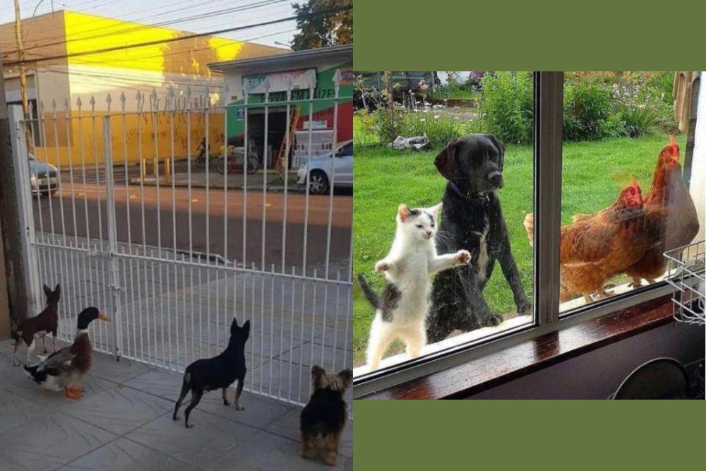 7 Potret Kocak Hewan Berbeda Spesies Saat Main Bergerombol