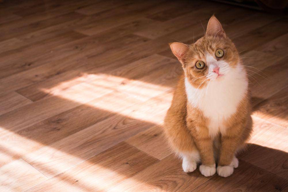 ilustrasi kucing penasaran (unsplash.com/Kristina Yadykina)