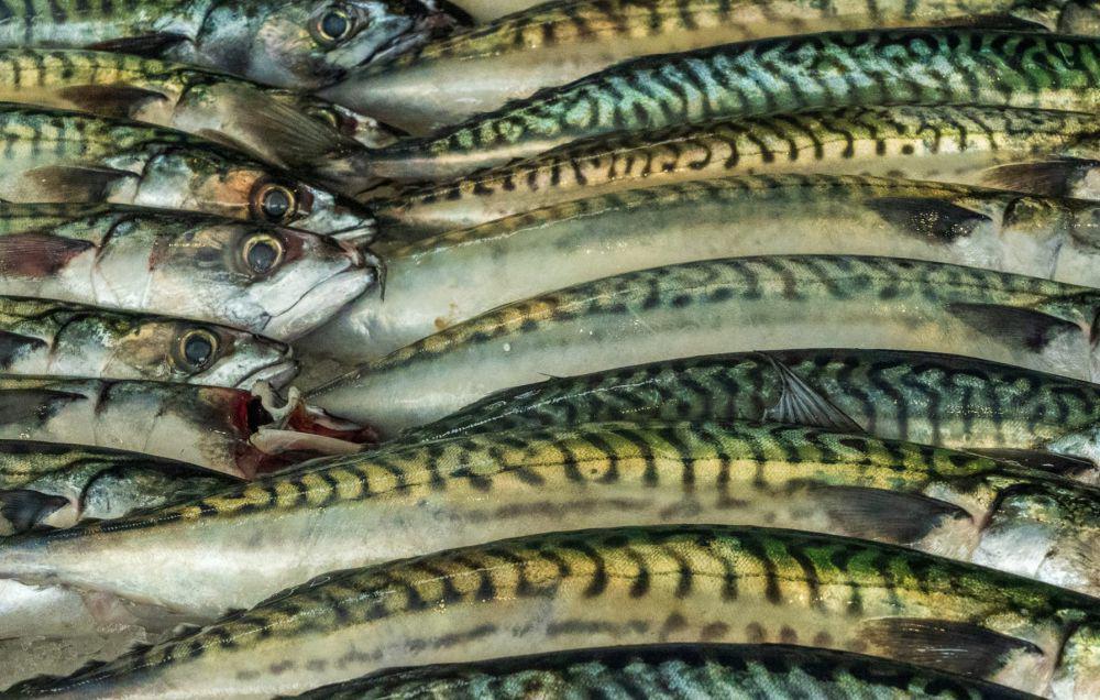 5 Tips Mengolah Ikan Makarel yang Tepat, Gurih dan Lembut!