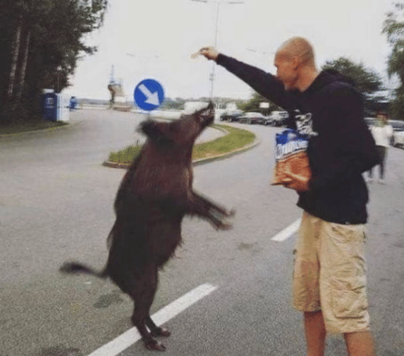 potret babi hutan di jalan (instagram.com/disturbingzone)
