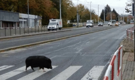 potret babi hutan di jalan (reddit.com/kupmidrink)
