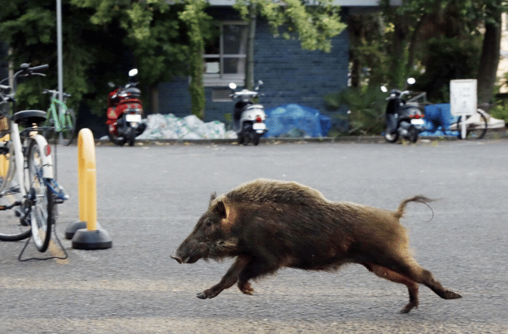 potret babi hutan di jalan (reddit.com/ManiaforBeatles)
