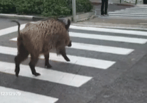 potret babi hutan di jalan (reddit.com/deleted)