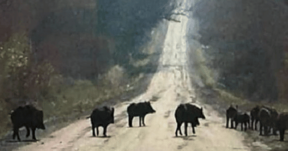 potret babi hutan di jalan (reddit.com/beef-supreme)