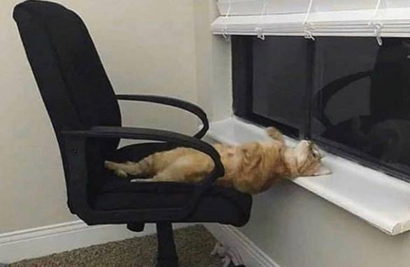 potret kucing tidur di kursi kerja (instagram.com/disturbingzone)