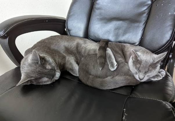potret kucing tidur di kursi kerja (reddit.com/trekie88)