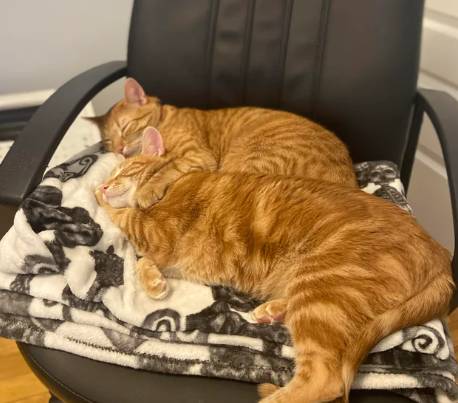 potret kucing tidur di kursi kerja (reddit.com/Legend_I_Am)