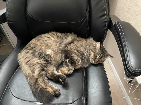 potret kucing tidur di kursi kerja (reddit.com/alicevoedwards)