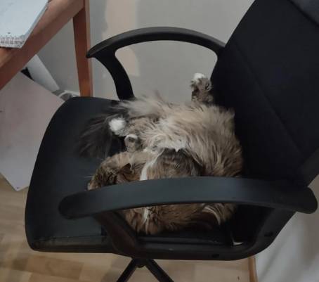 potret kucing tidur di kursi kerja (reddit.com/etmesleeppls420)