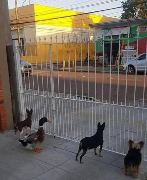 potret hewan berbeda bergerombol (instagram.com/disturbingzone)