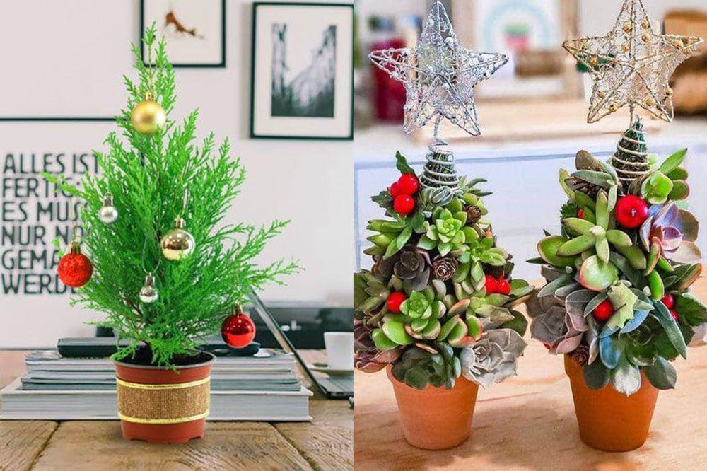 6 Tanaman Hias Pengganti Pohon Natal, Cocok buat Dekorasimu!