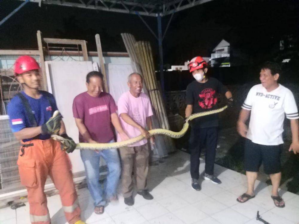 Ular Piton 3 Meter Melilit di Tembok Rumah Warga Wedomartani Sleman