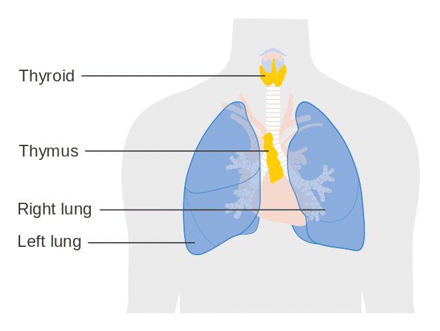ilustrasi letak kelenjar timus (commons.wikimedia.org/Cancer Research UK)