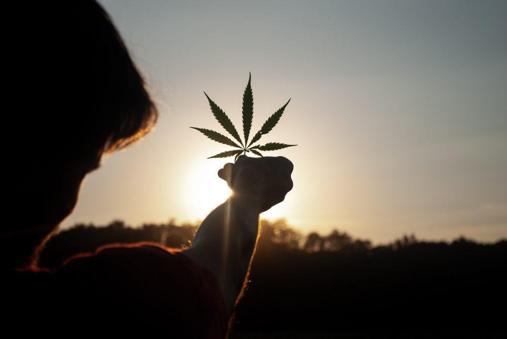 ilustrasi orang memegang ganja (unsplash.com/David Gabrić)