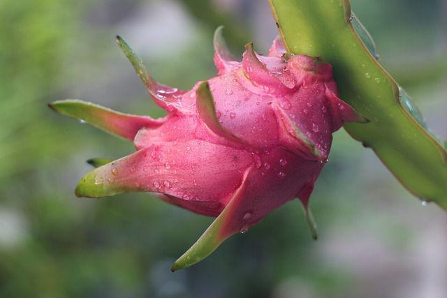5 Tips Menanam Buah Naga di Halaman Rumah, Praktis!