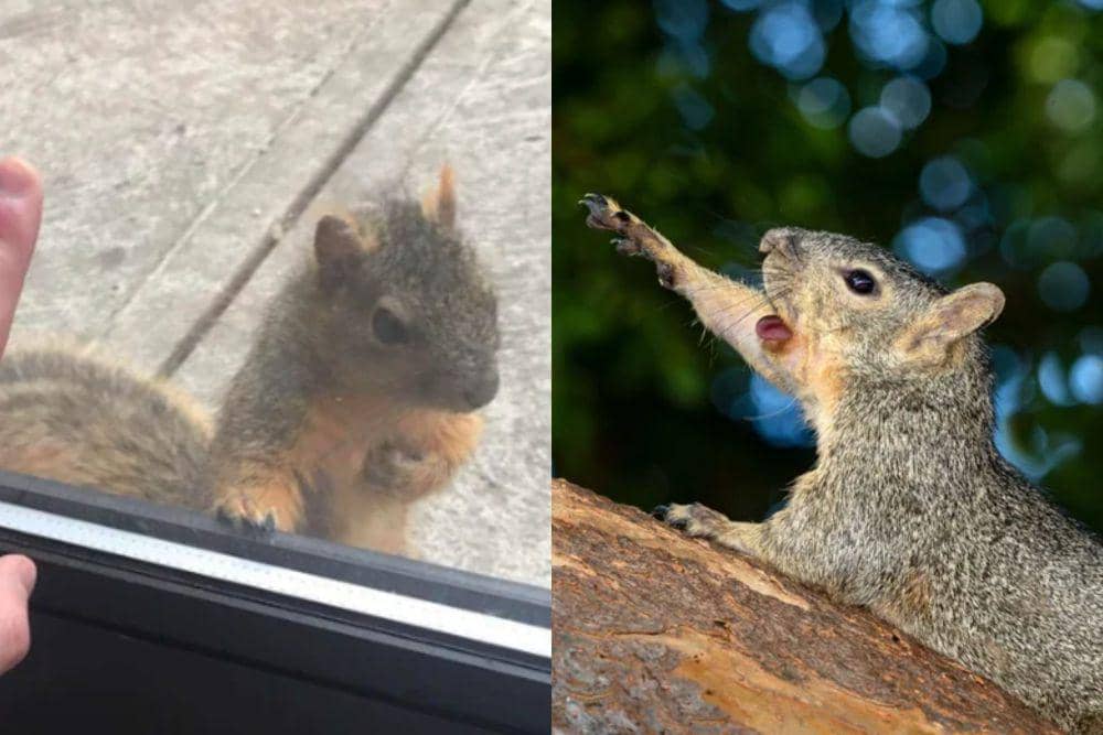 9 Foto Kocak Tupai Bertingkah Dramatis dan Ekspresif, Lebai Banget!