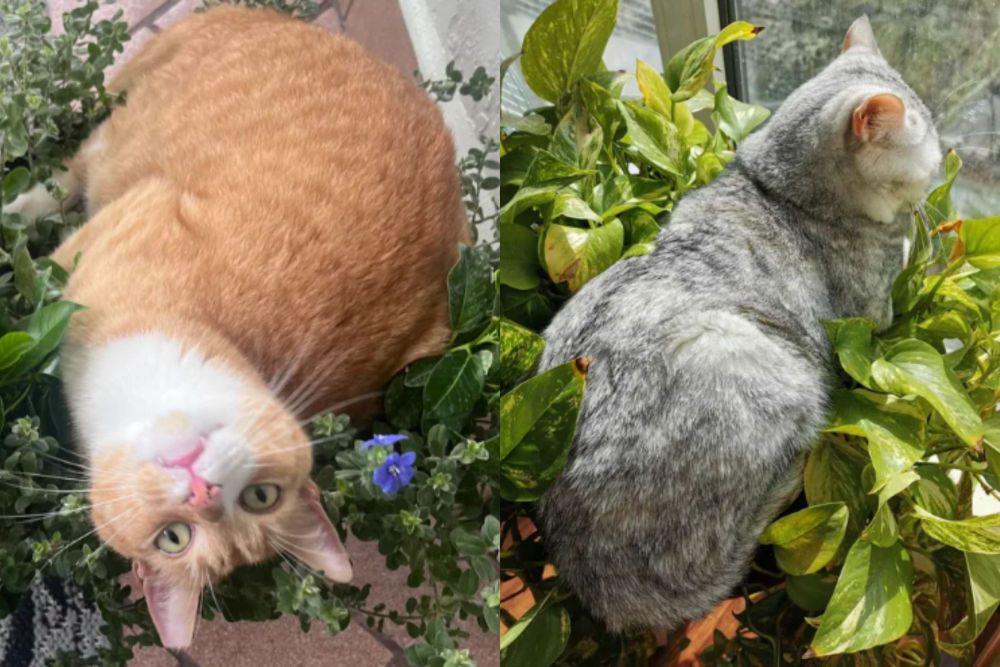 9 Potret Kocak Kucing Duduk di Atas Pot, Tanamannya jadi Rusak!