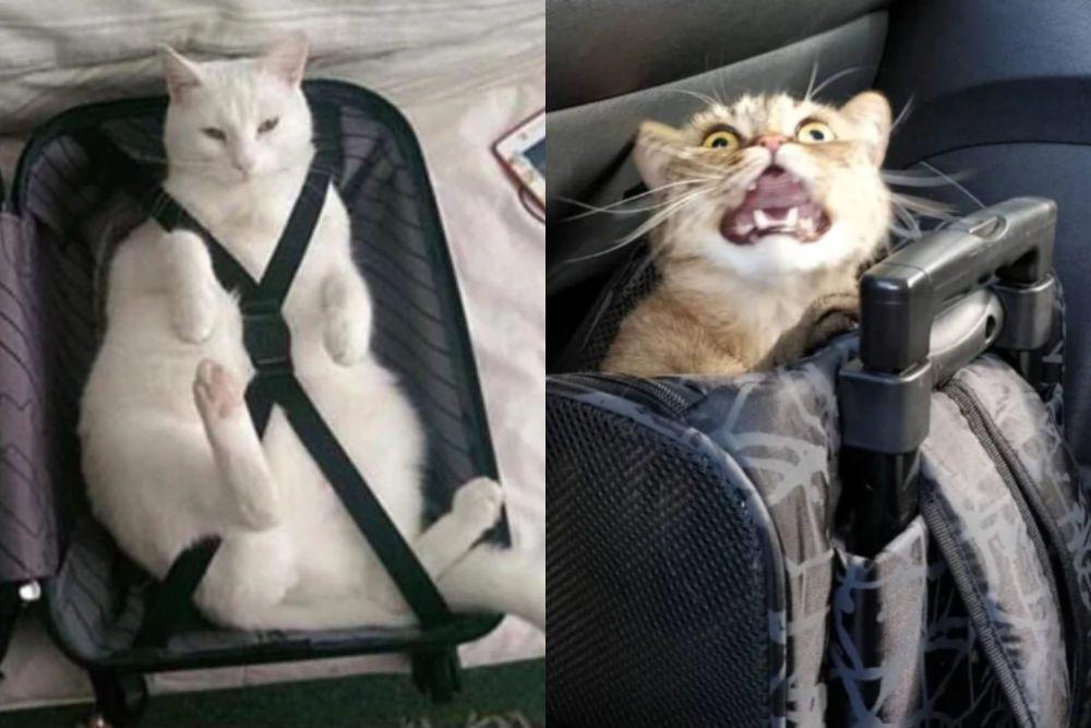 kolase potret kucing di dalam koper (reddit.com/EmperorPrime I reddit.com/rethink_and_change)