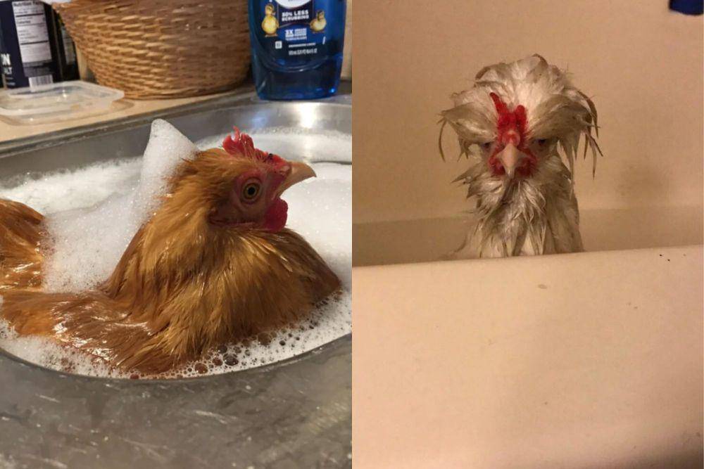 kolase potret kocak ayam mandi (reddit.com/InsomniaDoodles I reddit.com/Whitlow14)
