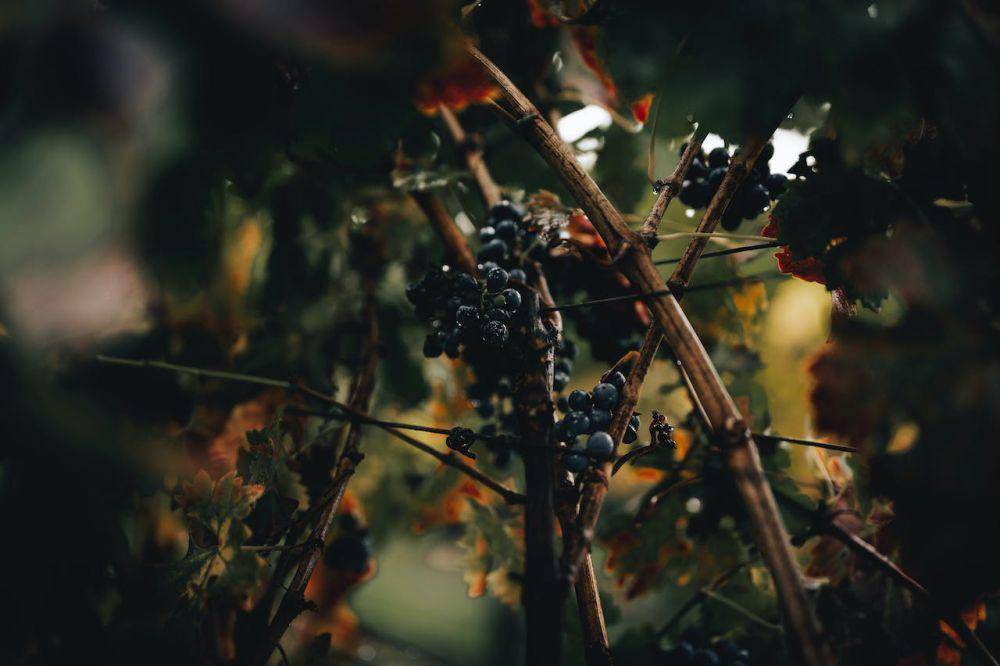 Ilustrasi elderberry (pexels.com/Alfo Medeiros)