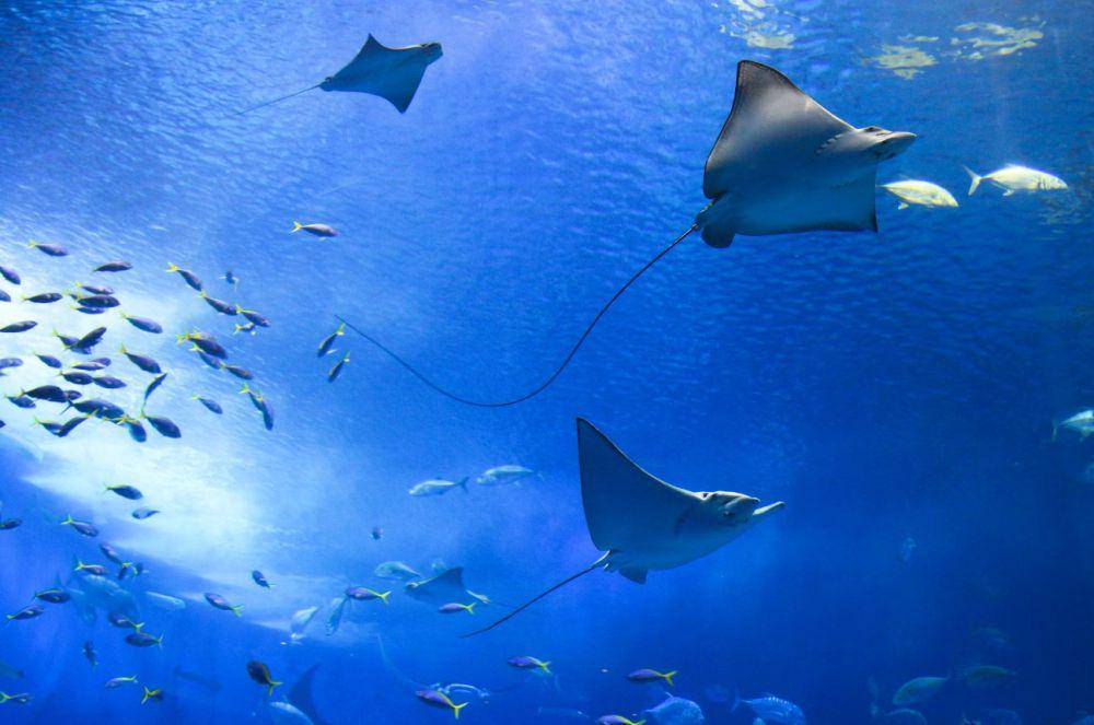 ilustrasi ikan pari manta (unsplash.com/sense_photo)