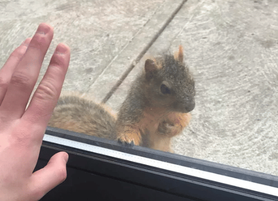 potret kocak tupai dramatis (reddit.com/Ephixing)