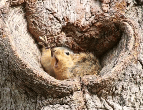 potret kocak tupai dramatis (reddit.com/jedephant)