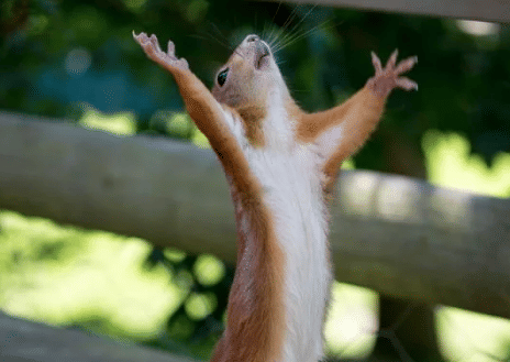 potret kocak tupai dramatis (reddit.com/enigmaurora)