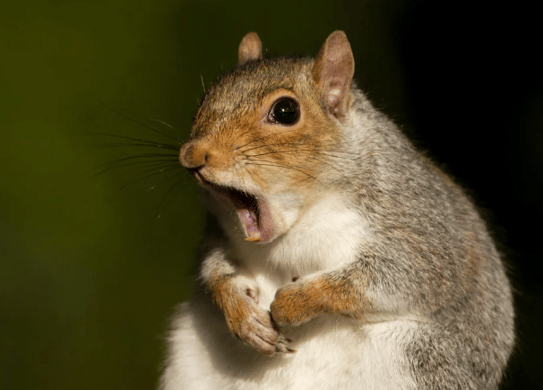 potret kocak tupai dramatis (reddit.com/Niseione)