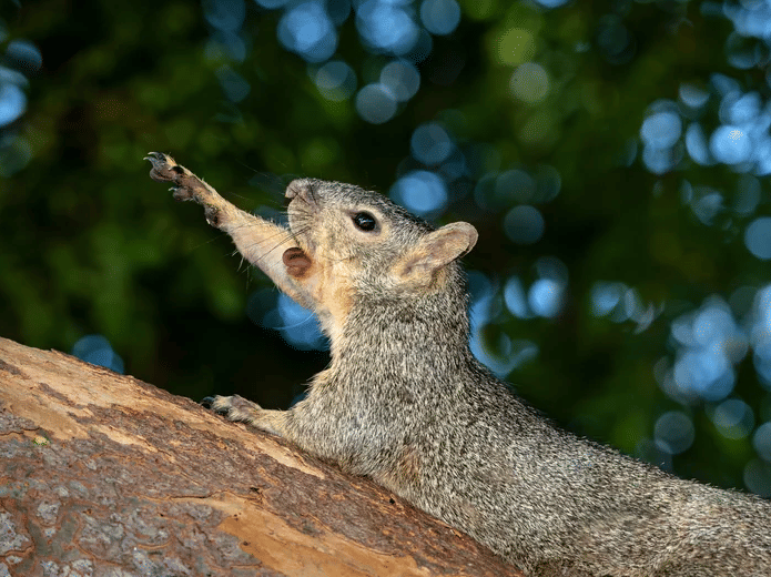 potret kocak tupai dramatis (reddit.com/raybobobob)