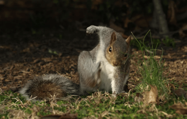 potret kocak tupai dramatis (reddit.com/FlamingoShame)