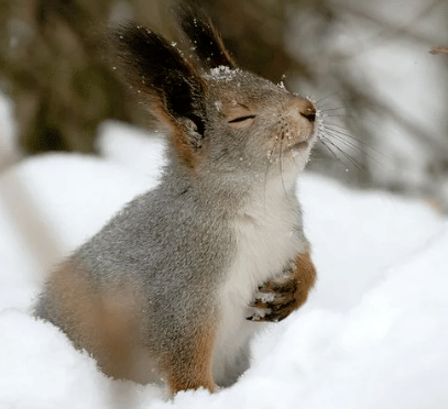 potret kocak tupai dramatis (reddit.com/SirJukesALot)