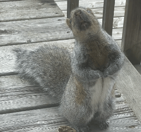 potret kocak tupai dramatis (reddit.com/MrJoeRock)