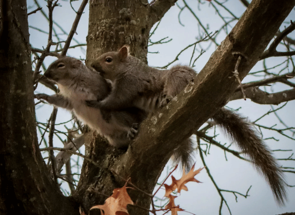 potret kocak tupai dramatis (reddit.com/Affinity-Charms)