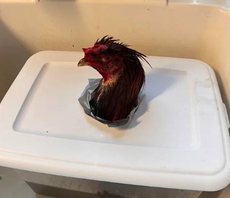 potret kocak ayam mandi (reddit.com/Fantastic_Ad_2638)