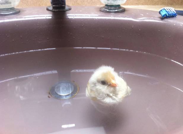 potret kocak ayam mandi (reddit.com/deleted)