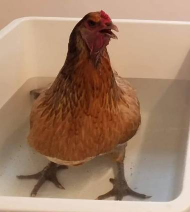 potret kocak ayam mandi (reddit.com/bork_laveech)