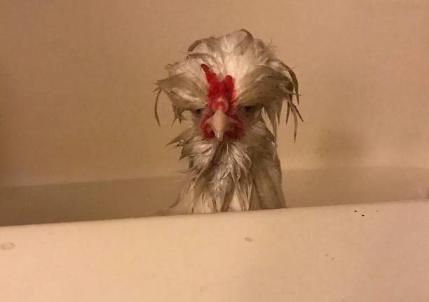 potret kocak ayam mandi (reddit.com/Whitlow14)