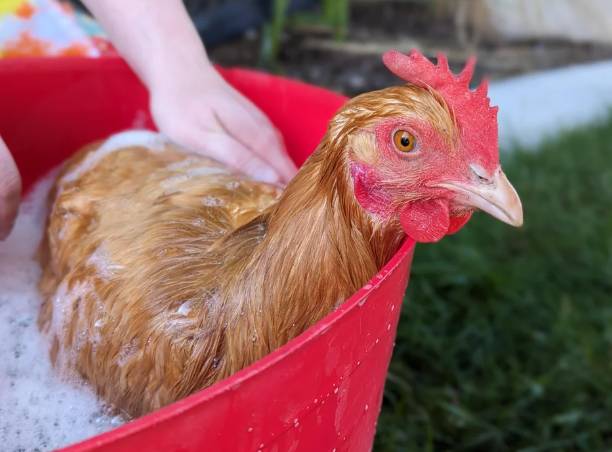 potret kocak ayam mandi (reddit.com/100seriesLC)