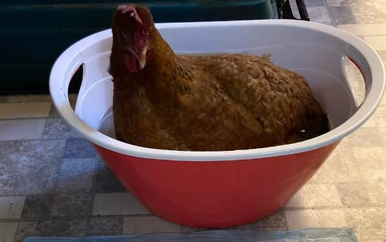 potret kocak ayam mandi (reddit.com/Needmorecoffeenow1)