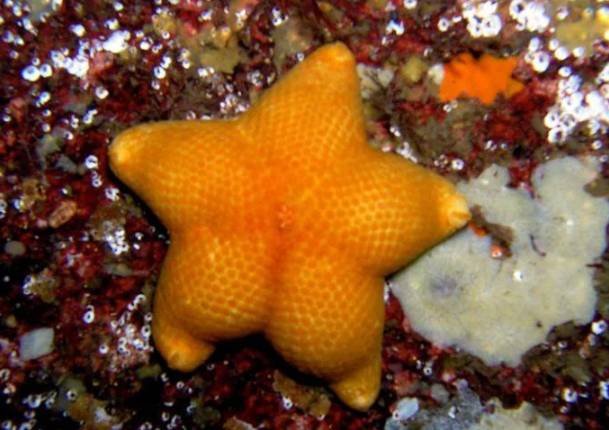 potret lucu bintang laut berpose (reddit.com/deleted)