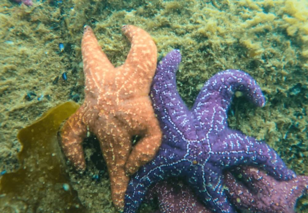 potret lucu bintang laut berpose (reddit.com/BuckRivaled)