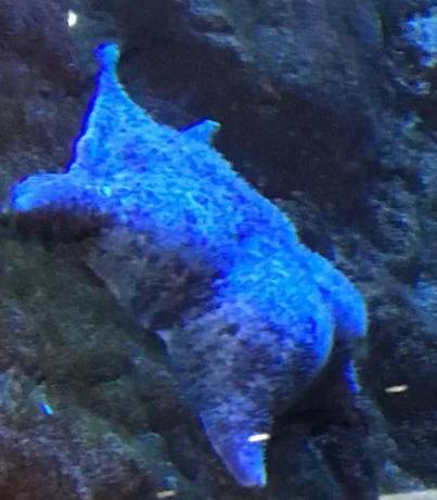potret lucu bintang laut berpose (reddit.com/deleted)