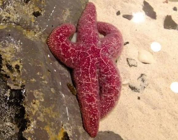 potret lucu bintang laut berpose (reddit.com/deleted)