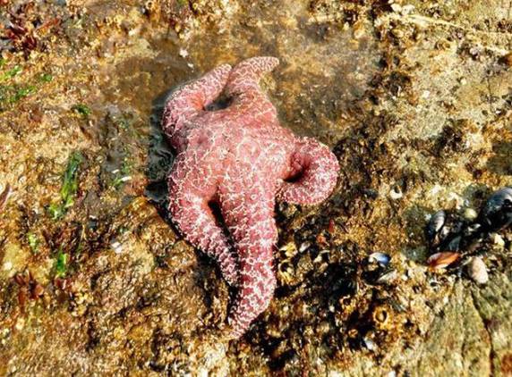 potret lucu bintang laut berpose (reddit.com/deleted)
