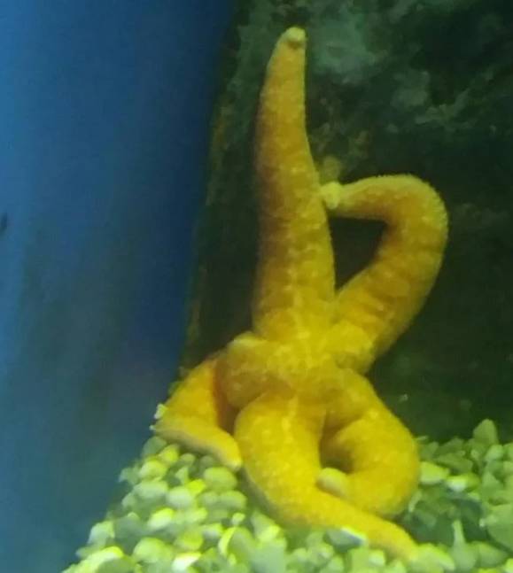 potret lucu bintang laut berpose (reddit.com/deleted)