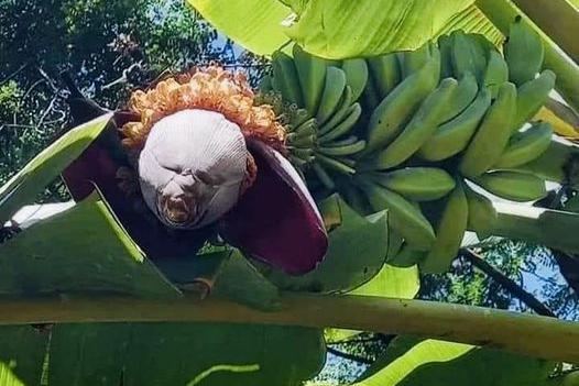 8 Potret Pisang Menyerupai Ekspresi Wajah Orang, kok Bisa?